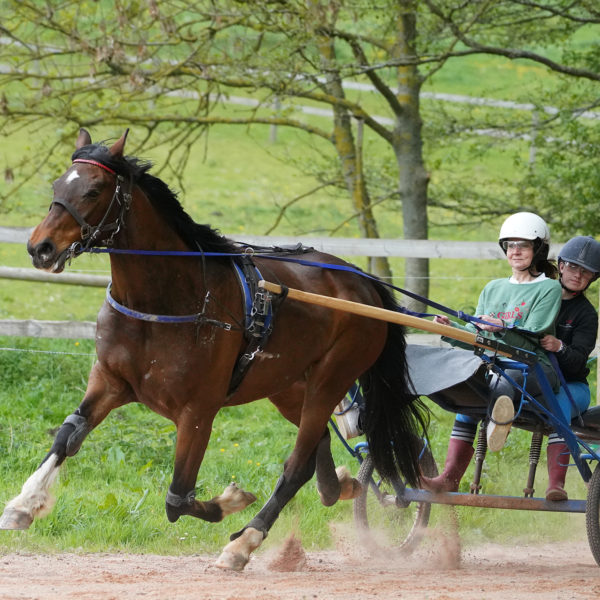 Abuelo en sulky tandem