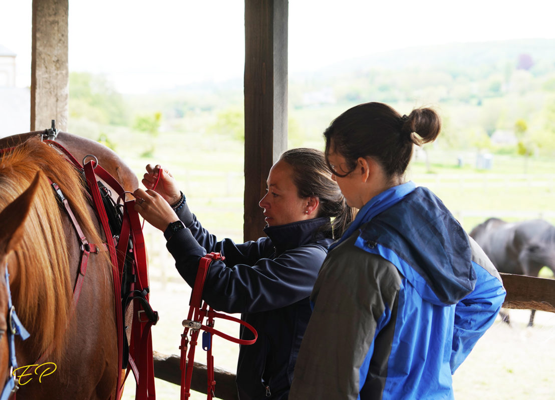 Préparation des chevaux