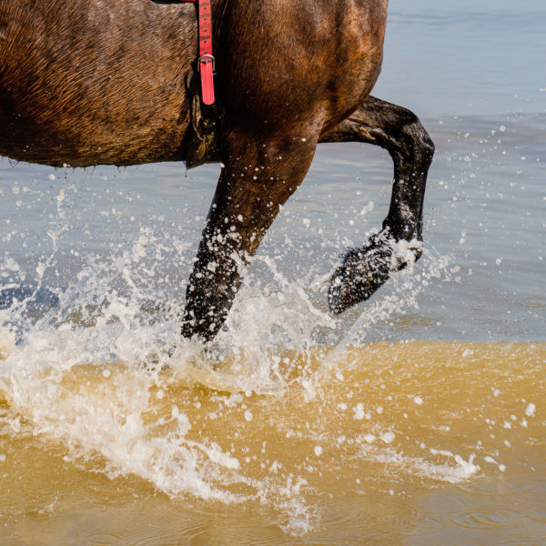 Cheval dans l'eau