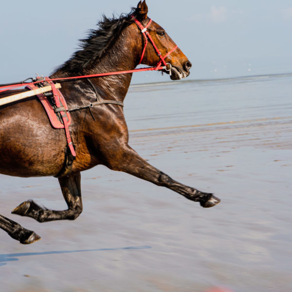 Cheval volant sur la plage